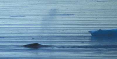 Bowhead Whale 08082000 Olgastretet Svalbard 2