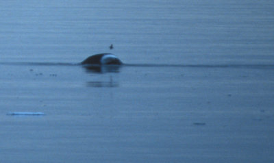 Bowhead Whale 08082000 Olgastretet Svalbard 3