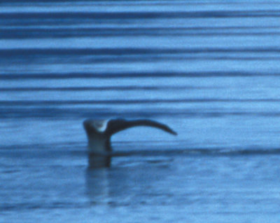 Bowhead Whale 08082000 Olgastretet Svalbard 4