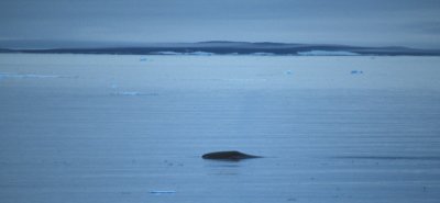 Bowhead Whale 08082000 Olgastretet Svalbard 5