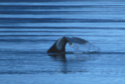 Bowhead Whale 08082000 Olgastretet Svalbard 7