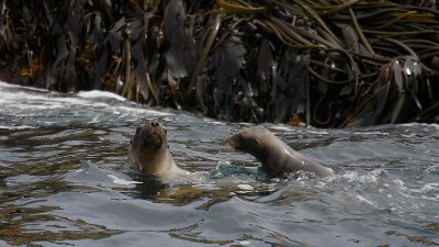Hooker's Sea Lion female with pup OZ9W2041