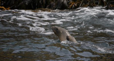 Hooker's Sea Lion female with pup OZ9W2047