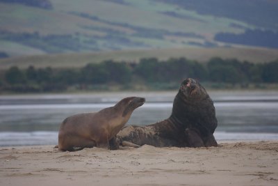 Hooker's Sea Lion males OZ9W4486