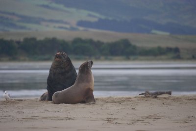 Hooker's Sea Lion males OZ9W4492