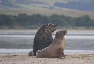 Hooker's Sea Lion males OZ9W4497