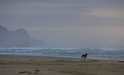 Hooker's Sea Lion male scenic OZ9W4509