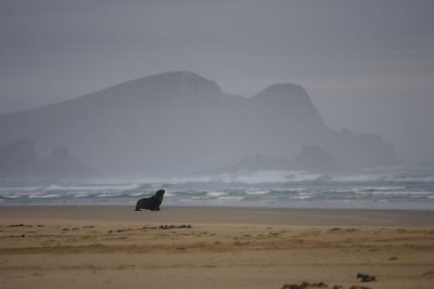 Hooker's Sea Lion male scenic OZ9W4518