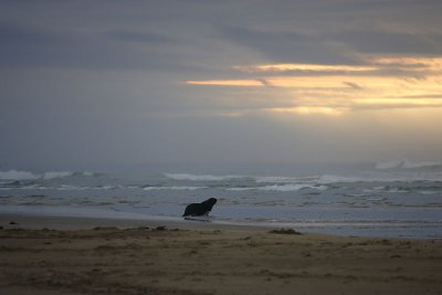 Hooker's Sea Lion male scenic OZ9W4536