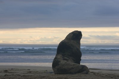Hooker's Sea Lion male OZ9W4633