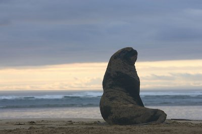 Hooker's Sea Lion male OZ9W4634