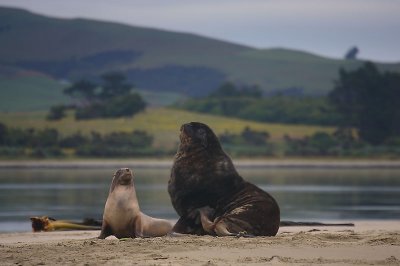 Hooker's Sea Lion males OZ9W4678