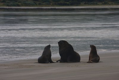 Hooker's Sea Lion males OZ9W4724