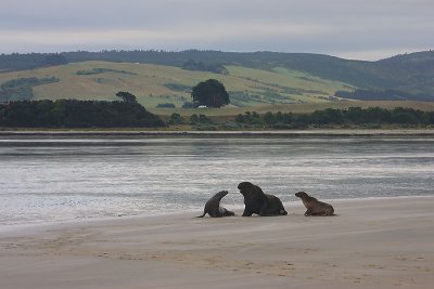 Hooker's Sea Lion males OZ9W4732