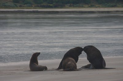 Hooker's Sea Lion males OZ9W4748