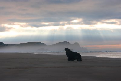 Hooker's Sea Lion male scenic OZ9W4775