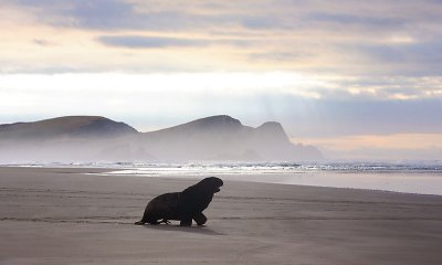 Hooker's Sea Lion male scenic OZ9W4817
