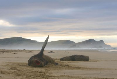 Hooker's Sea Lion males OZ9W4843