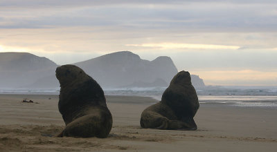 Hooker's Sea Lion males OZ9W4857