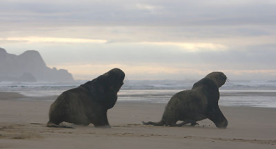 Hooker's Sea Lion males OZ9W4862