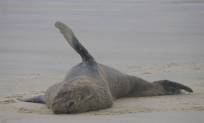 Hooker's Sea Lion male OZ9W4889