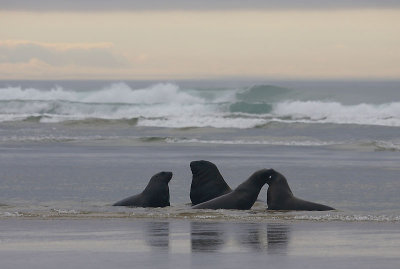 Hooker's Sea Lion males OZ9W4899