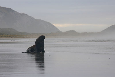 Hooker's Sea Lion male OZ9W4917