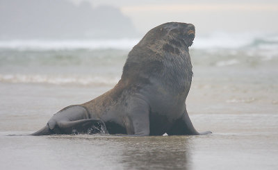 Hooker's Sea Lion male OZ9W4923