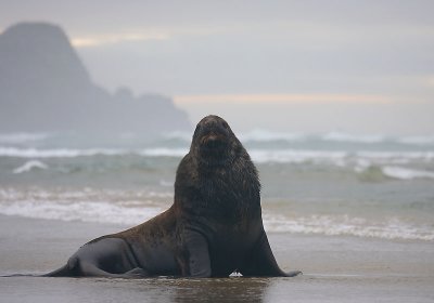 Hooker's Sea Lion male OZ9W4924