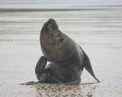 Hooker's Sea Lion male OZ9W4933