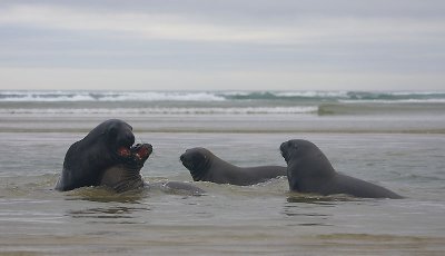 Hooker's Sea Lion males OZ9W4943