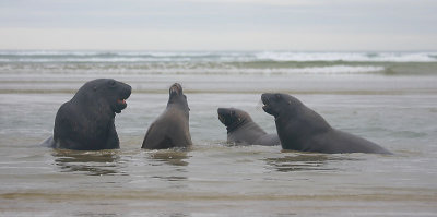 Hooker's Sea Lion males OZ9W4944