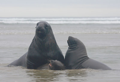 Hooker's Sea Lion males OZ9W4947