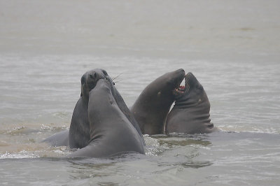 Hooker's Sea Lion males OZ9W4959
