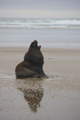 Hooker's Sea Lion male OZ9W4971