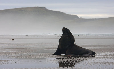 Hooker's Sea Lion male OZ9W4975