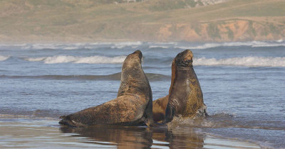 Hooker's Sea Lion males immature OZ9W5534