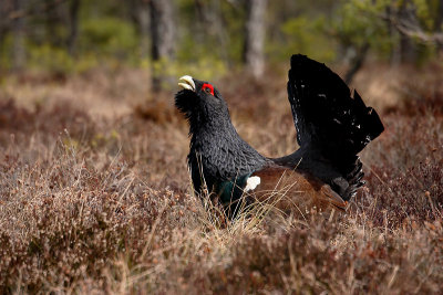 Capercaille male displaying OZ9W7010