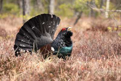 Capercaille male displaying OZ9W7013