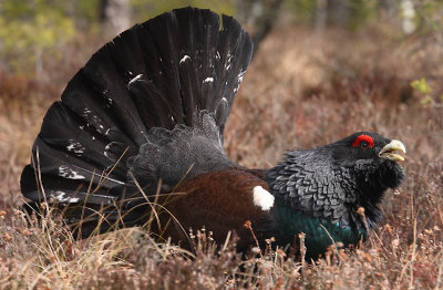 Capercaille male displaying OZ9W7014