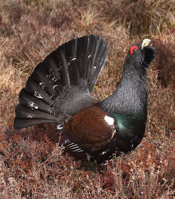 Capercaille male displaying OZ9W7029a