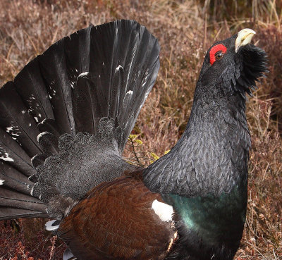 Capercaille male displaying OZ9W7029b
