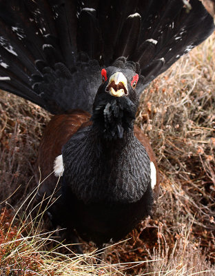 Capercaille male displaying OZ9W7035