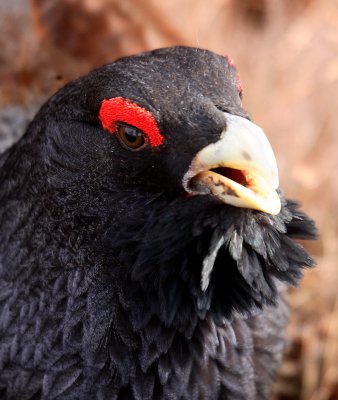 Capercaille male displaying OZ9W7041