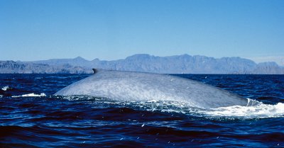 Blue Whale Sea of Cortez Mexico 1