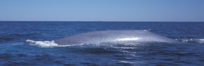 Blue Whale Sea of Cortez Mexico 2
