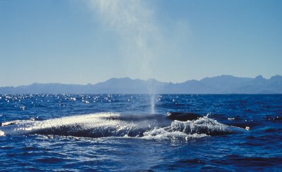 Blue Whale Sea of Cortez Mexico 3