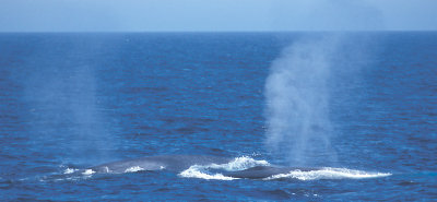 Blue Whale female with juvenile North Atlantic