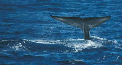 Blue Whale juvenile fluke North Atlantic