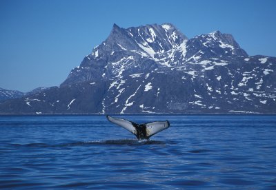 Humpback Whale fluke West Greenland